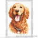 Magic Needle, kit Golden Retriever (MN59-24)