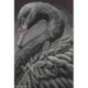 Lanarte, kit au point compté Black swan (LA0216657)