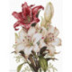 Luca-S, kit The Scent of Lilies (LUCASB7054)