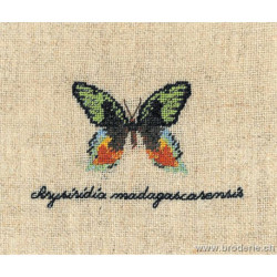 Bonheur des Dames, kit papillon Chrysiridia (BD3624)