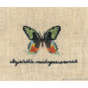 Bonheur des Dames, kit papillon Chrysiridia (BD3624)