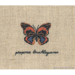 Bonheur des Dames, kit papillon Prepona Buckleyana (BD3629)