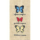 Bonheur des Dames, kit papillons Ulysses autolycus, Cymothoe sangaris (BD3627)