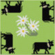ClBroderie, tapis de carte Vaches noires et Edelweiss (TDC09)