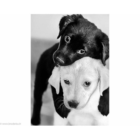 Collection d'Art, kit diamant Black and white puppies (CADE453)