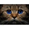 Collection d'Art, kit diamant Blue-eyed cat (CADE497)