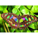 Collection d'Art, kit diamant Bright butterfly (CADE071)