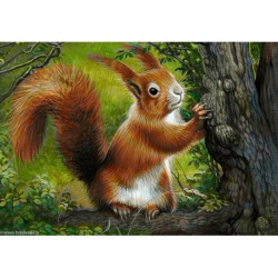 Collection d'Art, kit diamant Forest squirrel (CADE7033)