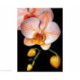 Collection d'Art, kit diamant Graceful orchid (CADE281)