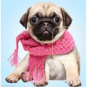 Collection d'Art, kit diamant Pugdog with scarve (CADE7030)