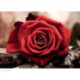 Collection d'Art, kit diamant Red rose (CADE4631)