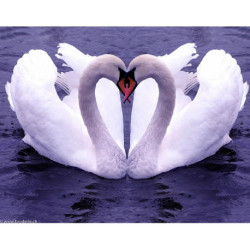 Collection d'Art, kit diamant Swan love (CADE424)