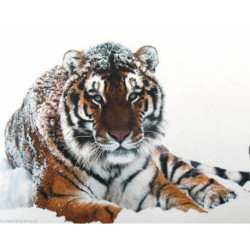 Collection d'Art, kit diamant Tiger on the snow (CADE451)