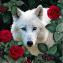 Collection d'Art, kit diamant White wolf and roses (CADE7121)