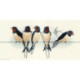 Derwentwater, kit Birds - Swallows (DWBB05)
