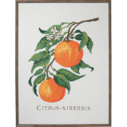 Eva Rosenstand, kit Citrus-sinensis (EV14-017)