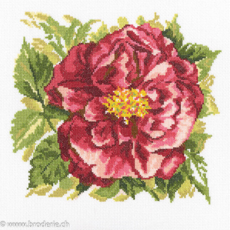 RTO, kit English Rose (RTOM371)