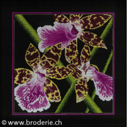 RTO, kit Orchids Zigopetalum (RTOM265)