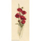 RTO, kit Oriental Poppies (RTOM449)