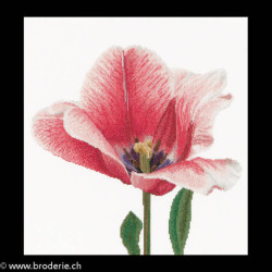Thea Gouverneur, kit Pink Darwin hybrid tulip (G0518)