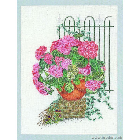 Thea Gouverneur, kit pot d' Hortensias roses (G2036)