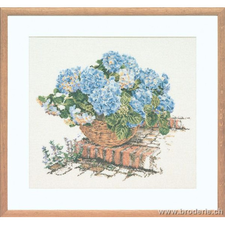 Thea Gouverneur, kit pot d'Hortensias bleus (G2046)