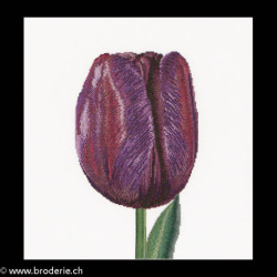 Thea Gouverneur, kit Purple Triumph tulip (G0514)
