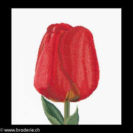 Thea Gouverneur, kit Red Darwin hybrid tulip (G0521)