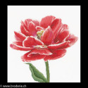Thea Gouverneur, kit Red/White edged Early double tulip (G0520)