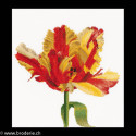 Thea Gouverneur, kit Red/Yellow Parrot tulip (G0519)