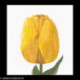 Thea Gouverneur, kit Yellow hybrid tulip (G0522)