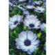 Wizardi, kit diamant Alpine Flowers (WIWD2394)