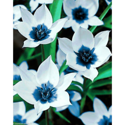 Wizardi, kit diamant Bleu Eye Tulips (WIWD034)