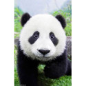 Wizardi, kit diamant Curious Panda (WIWD074)