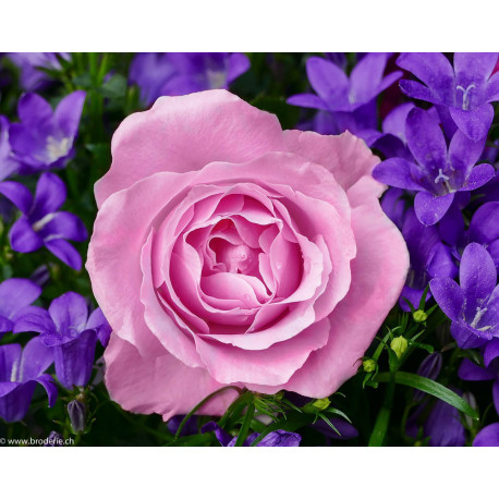 Wizardi, kit diamant Garden Rose (WIWD2308)