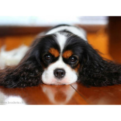 Wizardi, kit diamant King Charles Spaniel (WIWD3052)