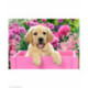 Wizardi, kit diamant Labrador Puppy in Pink Box (WIWD2414)