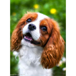 Wizardi, kit diamant Lovely Spaniel (WIWD3055)