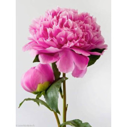 Wizardi, kit diamant Pink Peony (WIWD276)