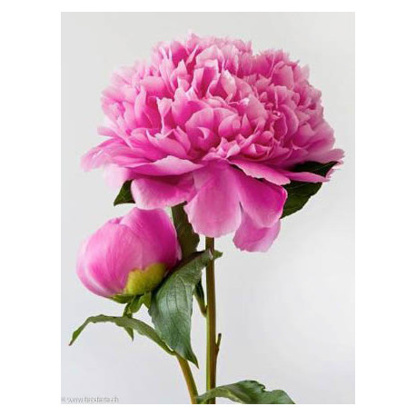 Wizardi, kit diamant Pink Peony (WIWD276)