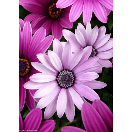 Wizardi, kit diamant Purple Daisies (WIWD2306)