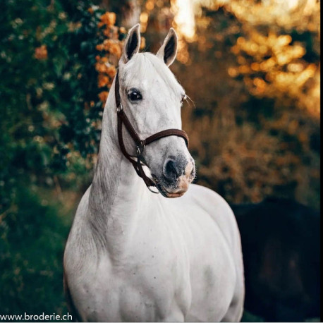 Wizardi, kit diamant White horse (WIWD3030)