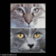 Thea Gouverneur, kit Cats Jack + Luna (G0541)