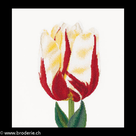 Thea Gouverneur, kit Flamed Single late tulip (G0516)