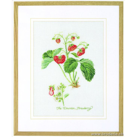 Thea Gouverneur, kit fraises et fraisier (G2085)