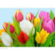 Collection d'Art, kit diamant Dew on tulips (CADE4628)