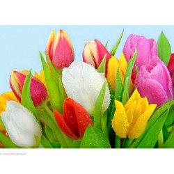 Collection d'Art, kit diamant Dew on tulips (CADE4628)