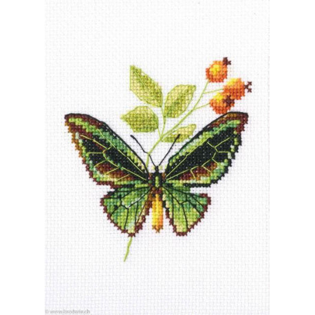 RTO, kit Briar and Butterfly (RTOEH363)