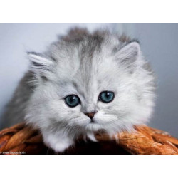 Wizardi, kit diamant Little Fluffi (WIWD3001)