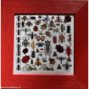 Points Com, grille Les insectes (PCO2137)